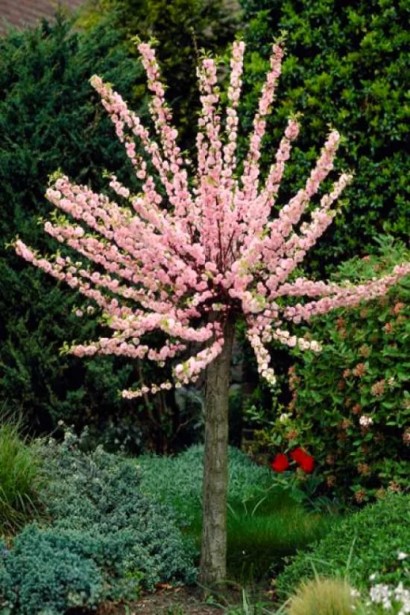  Prunus triloba Plena on shtambe